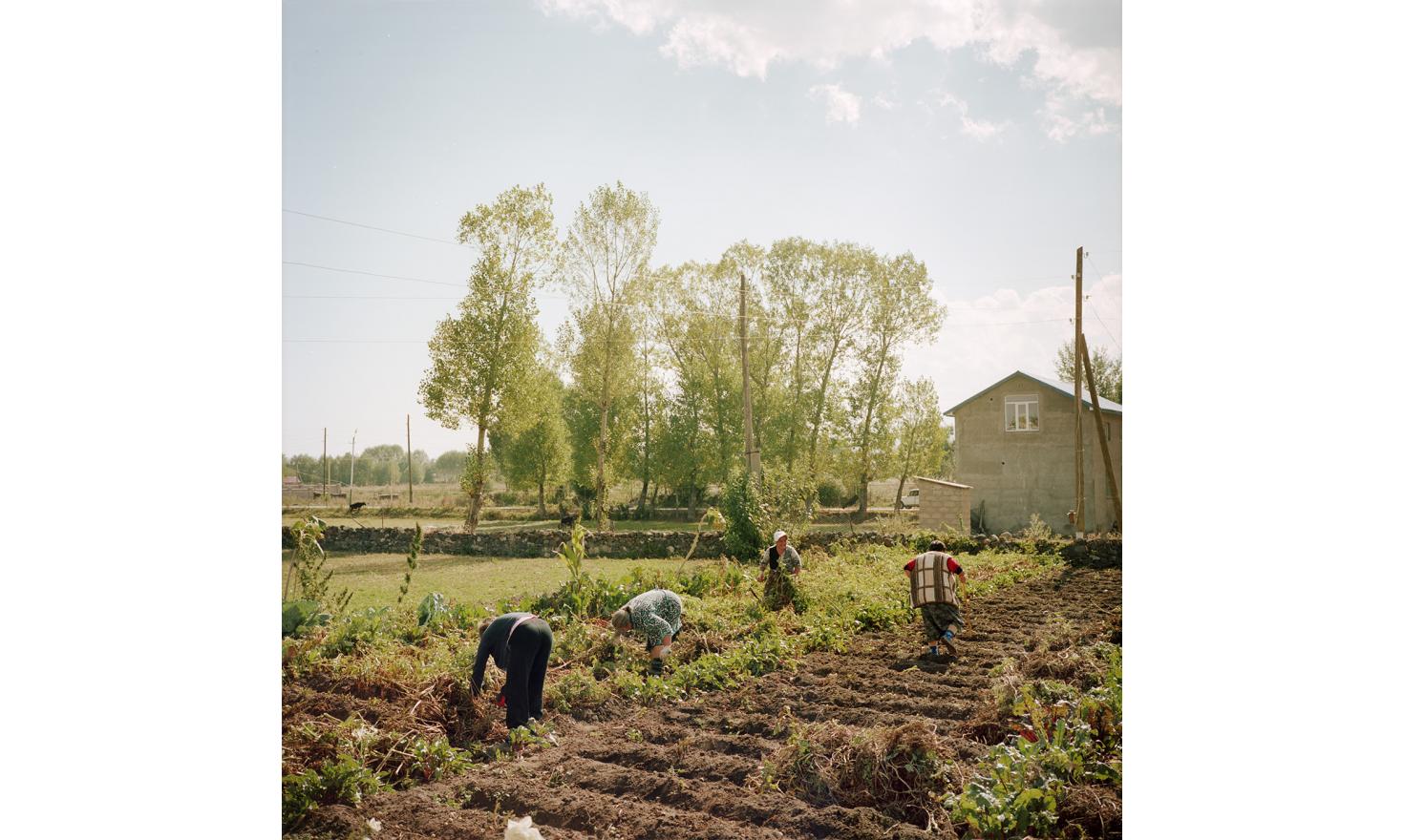 The children of Tamara (2nd from the left) are in Russia so she has to harvest potatoes. Her neighbors came to give her a hand. Without men, the solidarity between women neighbors and friends can lighten the work tasks.
