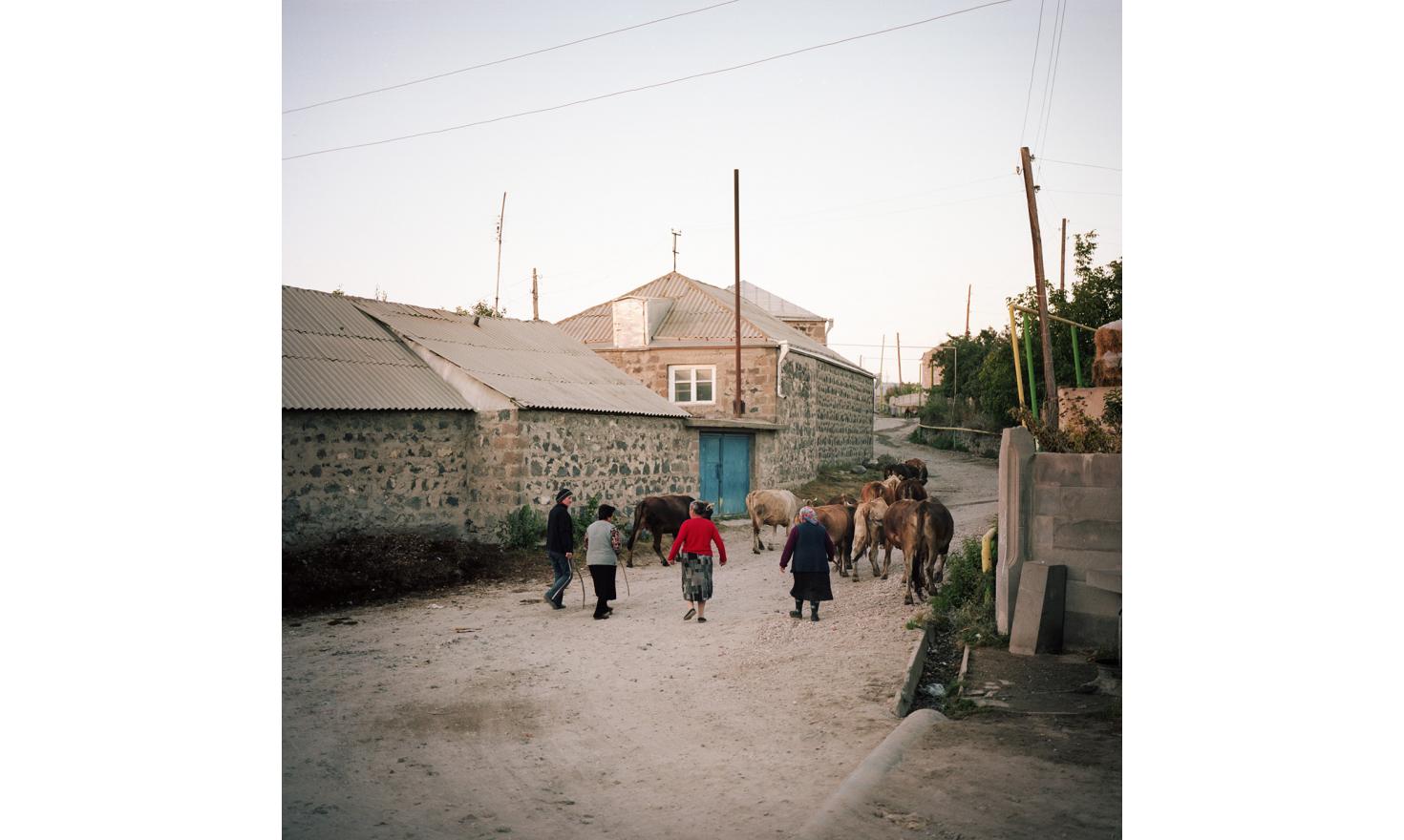 Women from the villages fetch their cows in the evening.