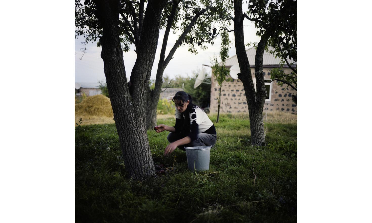 Anoush picks pears in the garden of the cousin of her husband. With it she will do what Armenians call the "compote" a fruit juice in which the fruit marinate. They keep it in jars, this is one of the favorite children's sweet.