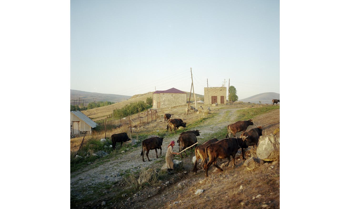 This morning, in the uplands around the village, a lady brings her cows to the point of gathering where the shepherd of the village comes to collect them to take them out to pasture.