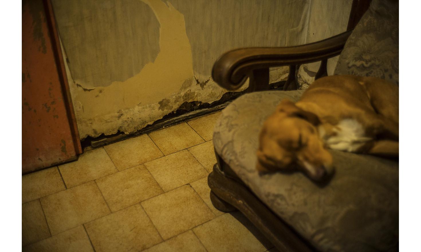 ©Ulrich Lebeuf / M.Y.O.P Dog on the couch