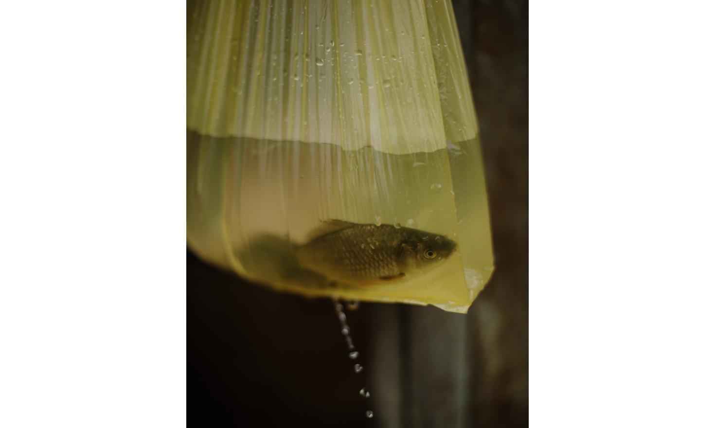 Gorelovka. In the yard of an Adjarian family, a fish in a holed plastic bag.