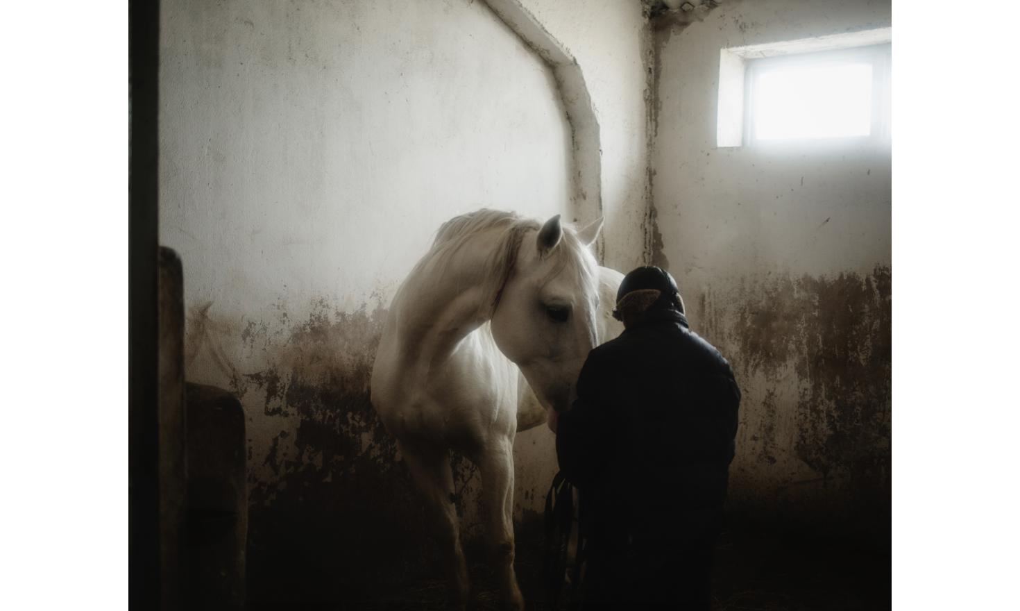 UTA (“Unitate teritoriala autonoma”, Autonomous Territorial Unity) of Gagauzia, Moldova - Ceadir-Lunga - In Konstantin Kelesh stud farm, a man takes care of one of the horses after its training
