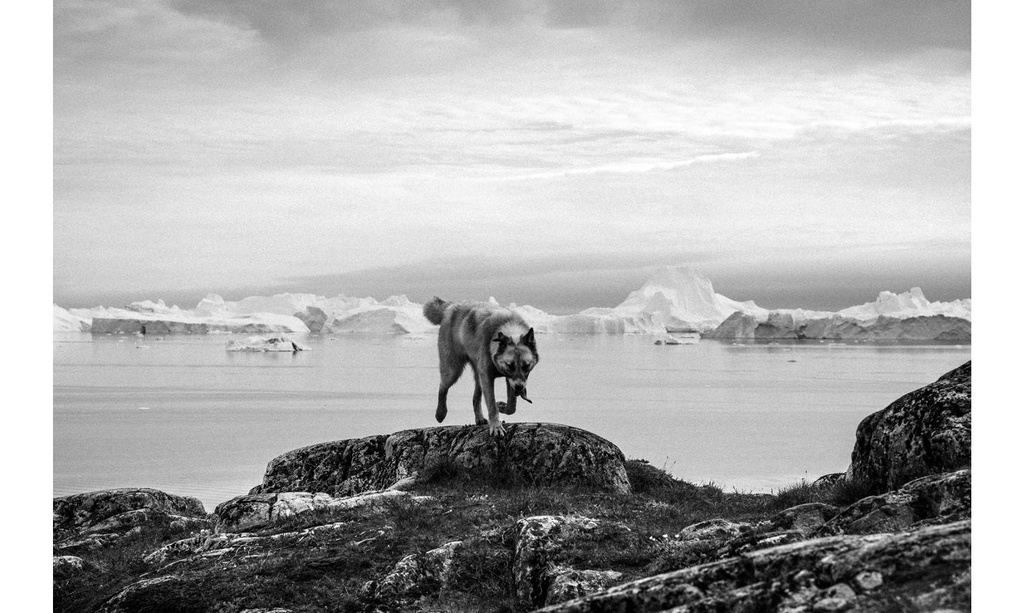Un chien polaire groenlandais devant le fjord majestueux d’Ilulissat. Les pêcheurs de la région utilisent le traîneau à chiens en hiver pour pêcher. Mais depuis deux ans, la banquise sur la mer ouverte est trop fine pour être praticable. Et les chiens sou